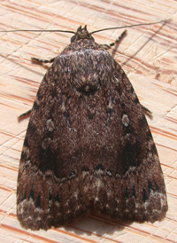 American Copper Underwing